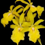 Oncidium Aliceara Alice-Flowering Size